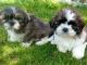 Shih Tzu Puppies for sale in Texarkana, TX, USA. price: NA