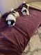 Shih Tzu Puppies for sale in Boynton Beach, FL 33437, USA. price: NA