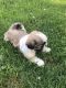 Shih Tzu Puppies for sale in Monroe, NY 10950, USA. price: $1,000