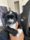 Shih Tzu Puppies for sale in Lancaster, PA, USA. price: NA