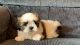 Shih Tzu Puppies for sale in Three Rivers, MI 49093, USA. price: NA