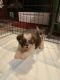 Shih Tzu Puppies for sale in Lodi, MO 63964, USA. price: NA