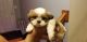 Shih Tzu Puppies for sale in St. Louis, MO, USA. price: $700