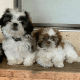 Shih Tzu Puppies for sale in Washington, PA 15301, USA. price: NA
