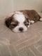 Shih Tzu Puppies for sale in St. Louis, MO, USA. price: $1