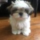 Shih Tzu Puppies for sale in Bexley, OH 43209, USA. price: $4,000