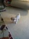 Shih Tzu Puppies for sale in Bloomfield Hills, MI 48304, USA. price: NA