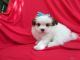Shih Tzu Puppies for sale in La Habra Heights, CA, USA. price: NA