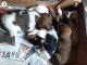 Shih Tzu Puppies for sale in Gate City, VA, USA. price: NA