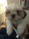 Shih Tzu Puppies for sale in Fort Myers, FL 33905, USA. price: NA