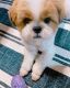 Shih Tzu Puppies for sale in CA-99, Los Molinos, CA, USA. price: $650