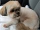Shih Tzu Puppies for sale in Baltimore, MD, USA. price: $850