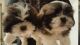 Shih Tzu Puppies for sale in Charleston, WV, USA. price: $700