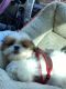 Shih Tzu Puppies for sale in Charleston, SC, USA. price: NA