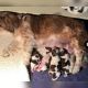 Shih Tzu Puppies for sale in Stockbridge, GA, USA. price: $500