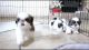Shih Tzu Puppies for sale in Clearwater, FL, USA. price: $380