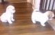 Shih Tzu Puppies for sale in Macon, GA, USA. price: $900