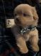 Shih Tzu Puppies for sale in Murfreesboro, TN, USA. price: $1,200