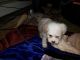 Shih Tzu Puppies for sale in Milwaukee, WI, USA. price: $750