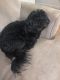 Shih Tzu Puppies for sale in St. Louis, MO, USA. price: $200