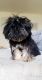Shih Tzu Puppies for sale in Auburn Hills, MI, USA. price: NA