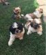 Shih Tzu Puppies for sale in Miami Beach, FL, USA. price: NA