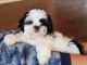 Shih Tzu Puppies for sale in Plano, TX 75025, USA. price: $1,200