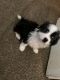 Shih Tzu Puppies for sale in 1003 N Arthur Ave, Fresno, CA 93728, USA. price: NA