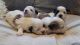 Shih Tzu Puppies for sale in Woodstock, NY, USA. price: NA