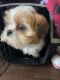 Shih Tzu Puppies for sale in Lindsay, TX, USA. price: NA