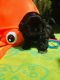 Shih Tzu Puppies for sale in Upper Marlboro, MD 20772, USA. price: $1,500