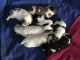 Shih Tzu Puppies for sale in St. Petersburg, FL, USA. price: $2,000