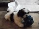 Shih Tzu Puppies for sale in Kansas City, MO, USA. price: NA