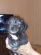 Shih Tzu Puppies for sale in Ocala, FL, USA. price: $900