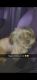 Shih Tzu Puppies for sale in Gainesville, TX 76240, USA. price: NA