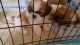 Shih Tzu Puppies for sale in Orick, CA, USA. price: NA