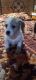 Shih Tzu Puppies for sale in Tulare, CA 93274, USA. price: NA