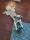 Shih Tzu Puppies for sale in Summerville, SC, USA. price: NA