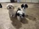 Shih Tzu Puppies for sale in 85033 Ausmus Ave, Yulee, FL 32097, USA. price: NA