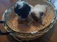 Shih Tzu Puppies for sale in Milwaukee, WI, USA. price: $500
