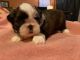 Shih Tzu Puppies for sale in Cedar, MI 49621, USA. price: NA
