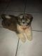 Shih Tzu Puppies for sale in GERMANTWN HLS, IL 61548, USA. price: NA