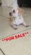Shih Tzu Puppies for sale in Pompano Beach, FL 33066, USA. price: $900