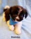 Shih Tzu Puppies for sale in Fairhope, AL 36532, USA. price: $995