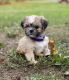 Shih Tzu Puppies for sale in Forest Hill, MD, USA. price: $1,500
