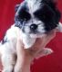 Shih Tzu Puppies for sale in Dayton, OH, USA. price: $550