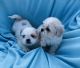 Shih Tzu Puppies for sale in Yakima, WA, USA. price: $1,000