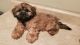 Shih Tzu Puppies for sale in Murfreesboro, TN, USA. price: $900