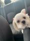 Shih Tzu Puppies for sale in Athens, GA, USA. price: NA