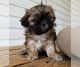 Shih Tzu Puppies for sale in Denver, CO, USA. price: $1,200